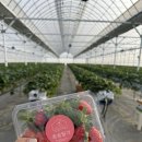 수정농장 | 파주 솜솜딸기체험농장 18개월 아기랑 갈만한곳 추천 내돈내산 후기