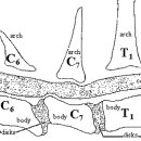 Wobbler syndrome::cervical (neck) vertebral instability 이미지