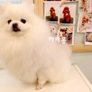 까까몽 애견미용실 이미지