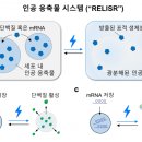 릴리저 동아사이언스
