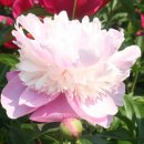 H9331 Daum카페