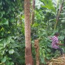 안인농장 이미지