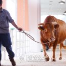 한우사육장 이미지