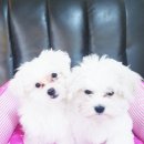 촌놈애견샵 이미지