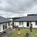 금성 담쟁이 이미지