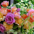 여정/주현미 이미지