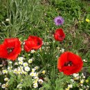 꽃들어린이집 이미지