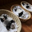 판다바구니 이미지