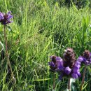 미르하우스1157 이미지