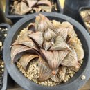 대아수퍼 이미지