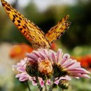 나비천사 이미지