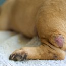 24시 연희동물의료센터 이미지