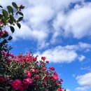 Sweet spot | Manor Blanc, Jeju Camellia Flower Spot｜제주도 동백꽃 명소 마노르블랑 1월 방문 후기