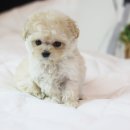 도그마루 강아지 고양이 양산화명점 이미지