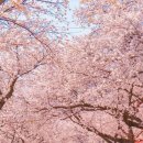 [실시간 벚꽃 개화정보] 하동 화개장터 벚꽃 개화 상태입니다. 이미지