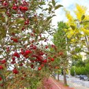 충원대로 이미지