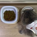 (주)덴탈맥스 | 로얄캐닌 구매 꿀팁, 네이버 펫 바우처 쿠폰 활용하기