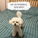 충렬로 | 제주 구좌 반려견동반숙소 숲속쉼 숙박후기