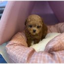 도그트랜드 이미지