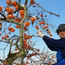 삼호농장 이미지