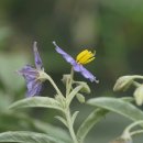 은빛까마중 ﻿Solanum elaeagnifolium Cav. 이미지