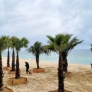 야자수하우스 이미지