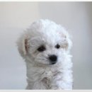 버디독 강아지분양 안심분양센터 시흥점 이미지