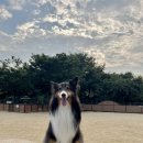 노나먹개 이미지