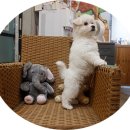 리사앤루이 이미지