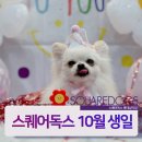 스퀘어독스 롯데남악점 이미지