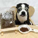 인섹트 파워 이미지