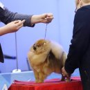 쇼독 네이버블로그