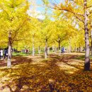 은행나무 이미지