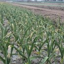 대농2농장 이미지