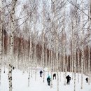 자작나무 숲 이미지