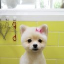 이뿌개 귀엽개 이미지