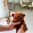 러블리퍼피 이미지