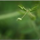 풀잎속의생명 이미지