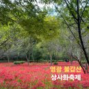 불갑사관광지  연지 앞 | 영광 불갑산 상사화축제 기본정보 불갑사 개화상황