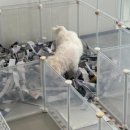 CFM애견유치원 이미지