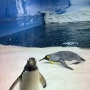 씨월드 | 호주 골드코스트 여행 가볼 만한 곳 씨월드 Seaworld 솔직 후기 관람 포인트