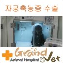 그랜드벳동물병원