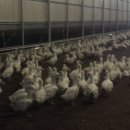 대율농장 이미지