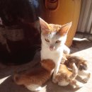 강남애니동물병원 이미지