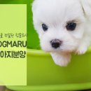 우쭈쭈 애견샵 이미지