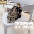 별다방 야옹이 이미지