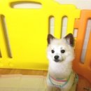 뭉치켄넬 이미지