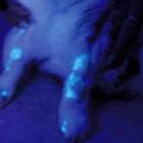 날으는 동물병원 이미지