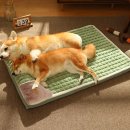 딩동