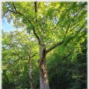 삼봉관정 | (장성)백암산 고불총림 백양사(白羊寺)